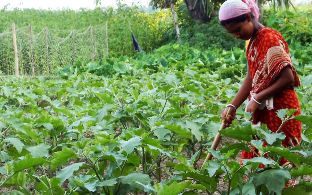 Agri-Income Generation Project